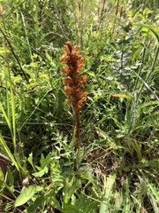 Orobanche elatior