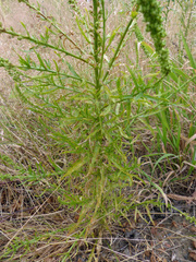 Reseda luteola