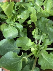 Eryngium planum