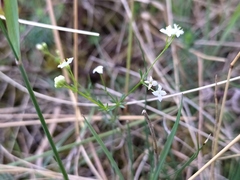 Galium pumilum