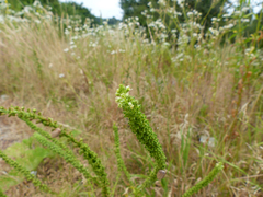 Reseda luteola