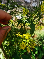 Sisymbrium loeselii