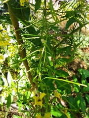 Sisymbrium loeselii