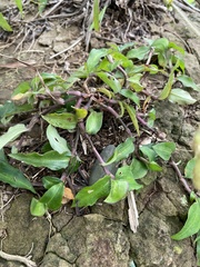 Commelina auriculata