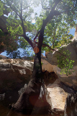 Ficus henneana