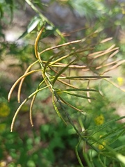 Sisymbrium loeselii