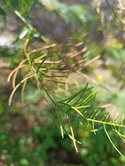 Sisymbrium loeselii