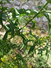 Sisymbrium loeselii