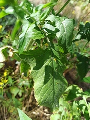 Sisymbrium loeselii