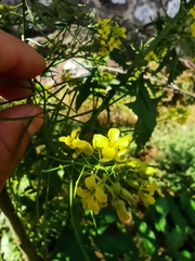 Sisymbrium loeselii