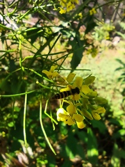 Sisymbrium loeselii