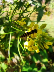 Sisymbrium loeselii