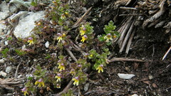 Euphrasia minima