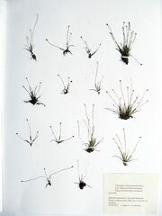 Eriocaulon chinorossicum