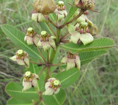 Pachycarpus asperifolius
