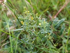 Thesium linophyllon