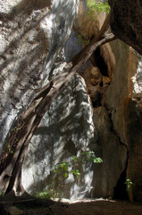 Ficus henneana