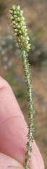 Ifloga repens