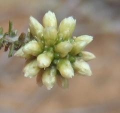 Ifloga repens