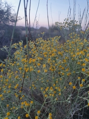 Achillea fragrantissima