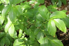 Rhamnus fallax