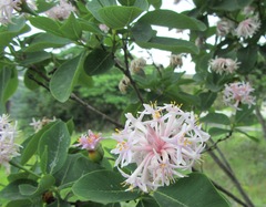 Dais cotinifolia