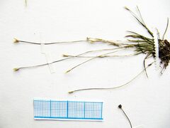 Eriocaulon chinorossicum