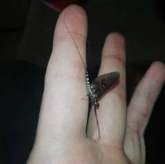 Ephemera danica