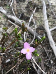 Lachnaea grandiflora