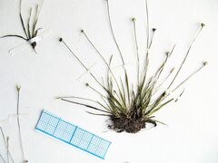 Eriocaulon chinorossicum