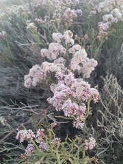 Limonium pruinosum