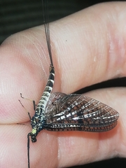 Ephemera danica