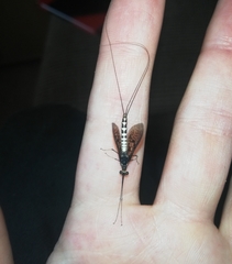Ephemera danica