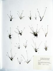 Eriocaulon chinorossicum