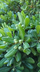 Pittosporum tobira