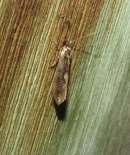 Detritus Moth