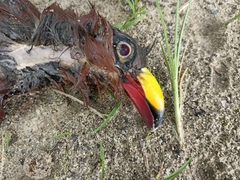 Rhamphococcyx calyorhynchus