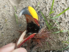 Rhamphococcyx calyorhynchus