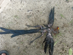 Rhamphococcyx calyorhynchus