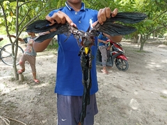 Rhamphococcyx calyorhynchus