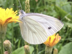 Pieris napi