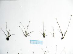 Eriocaulon chinorossicum