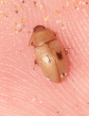 Phaleria cadaverina