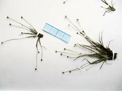 Eriocaulon chinorossicum