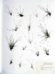 Eriocaulon chinorossicum