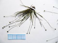 Eriocaulon chinorossicum