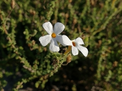 Jamesbrittenia microphylla