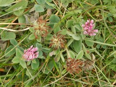 Trifolium hirtum