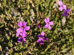 Jamesbrittenia microphylla