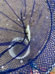 Marilyna pleurosticta